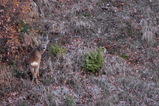 Il Capriolo